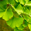 Dondoo ya Ginkgo Biloba - Normatone Muundo